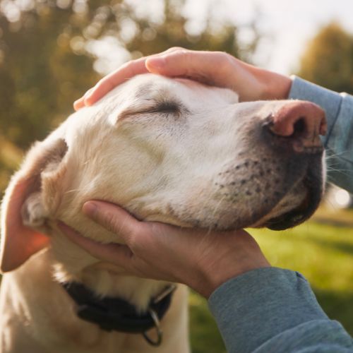 Laser Therapy