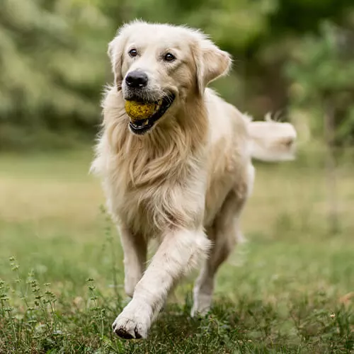 Dog Microchipping