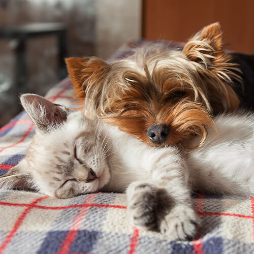 Dog And Cat Laying On Blanket