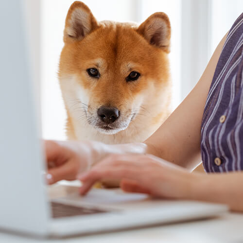 Dog By Computer