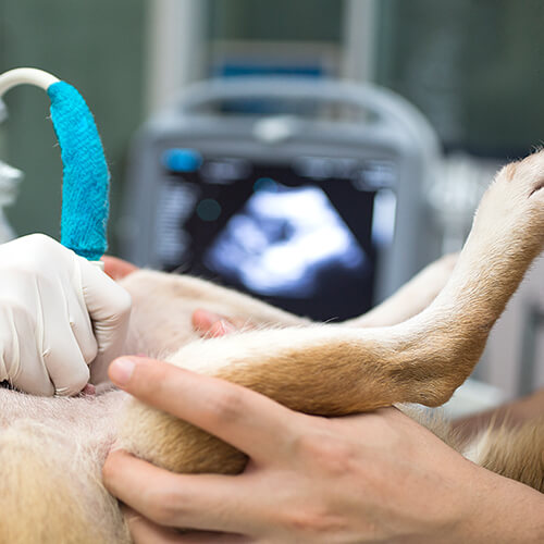 Dog Getting Ultrasound