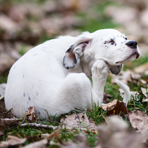 Dog Itching In Leaves