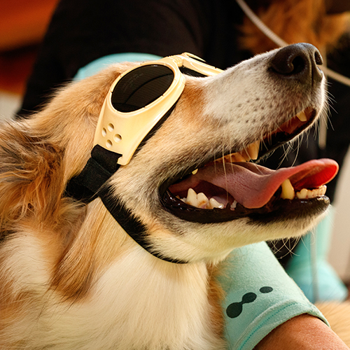 Dog Laser Therapy