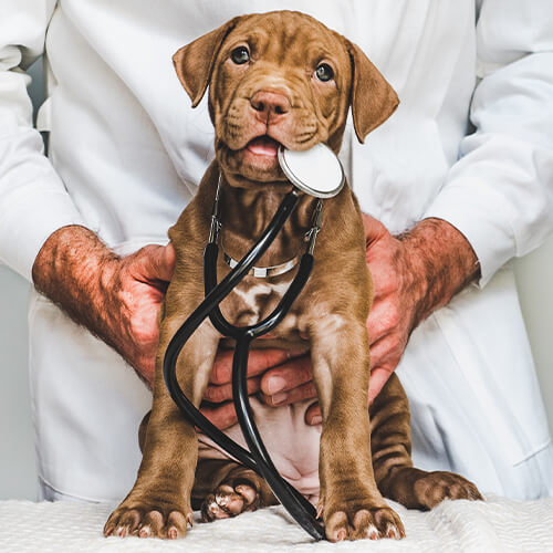 Dog With Stethescope In Mouth