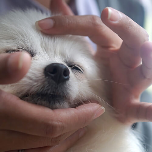 Massage On Dogs Face