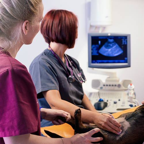 Pet Getting Ultrasound