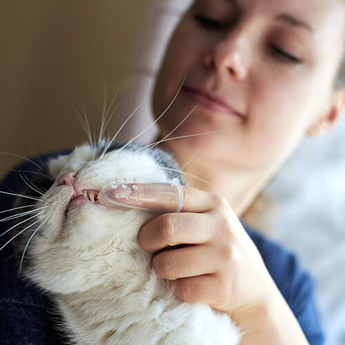 Woman Cleaning Cats Teeth