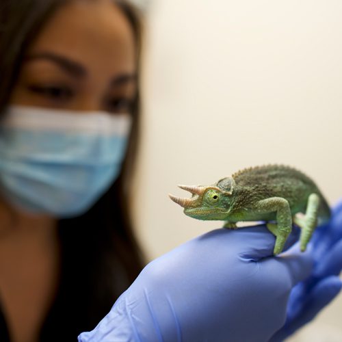 Staff Member Holding Chameleon